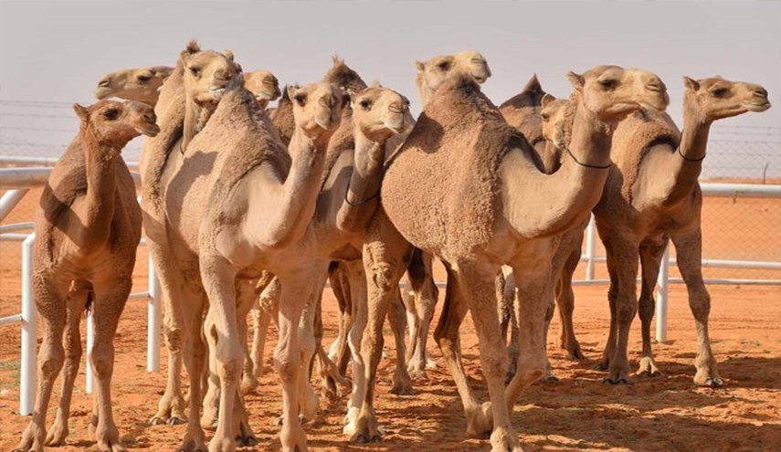 تهريب ذهب السودان بواسطة الإبل!