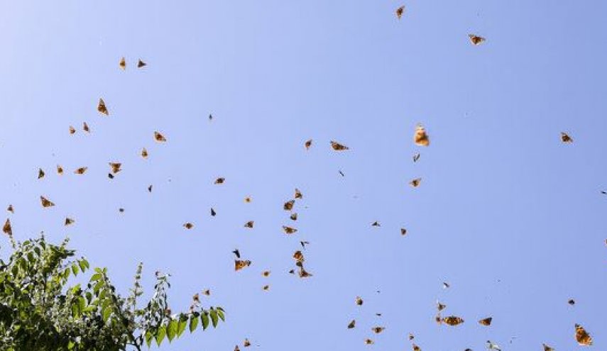 پروانه‌ها تا چه زمانی مهمان تهران هستند؟
