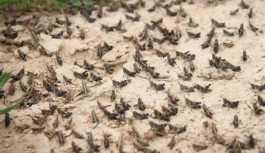 ماجرای حمله دسته‌جمعی ملخ صحرایی از ‌دریای سرخ به ایران چه بود؟
