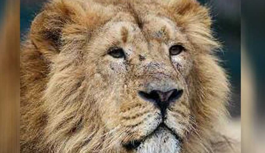 جفت ماده‌ شیر ایرانی، از دوبلین راهی تهران شد