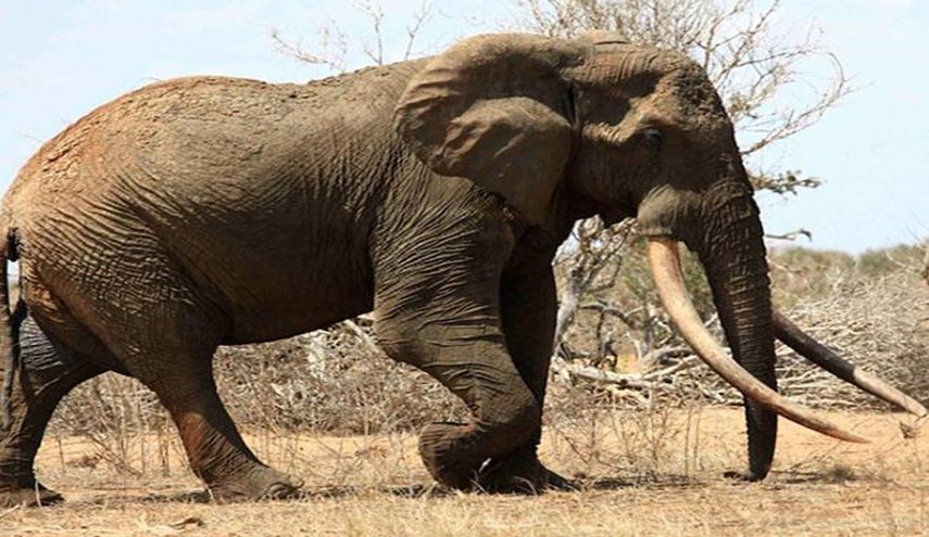 إصابة 8 أشخاص في تصادم حافلة بفيل فى أوغندا
