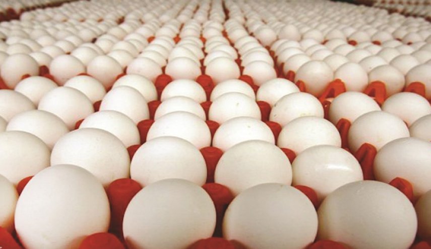 خبر هام من منتجي الدواجن لكل العراقيين