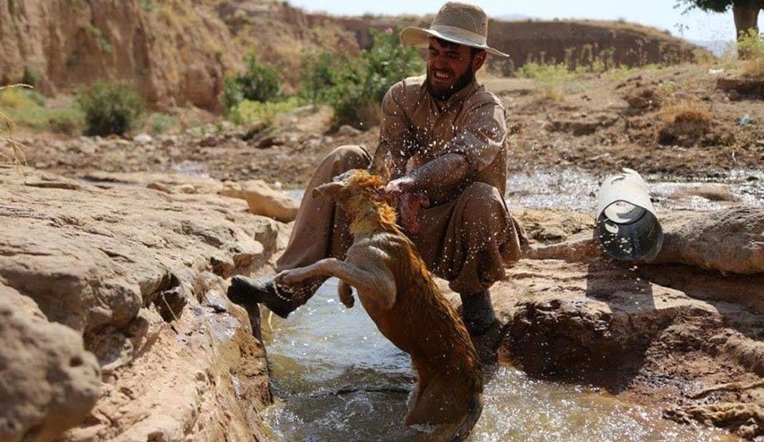 شاهد بالصورة..ذئاب مفترسة تعيش مع عوائل في السليمانية 