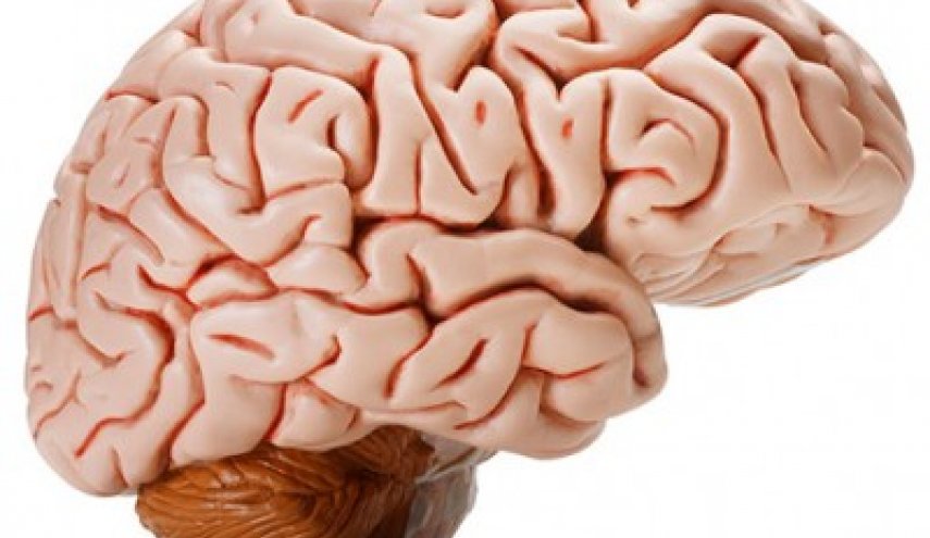 مهنة تقلص حجم الدماغ و أخرى تزيدحجم الحصين... ماهي؟