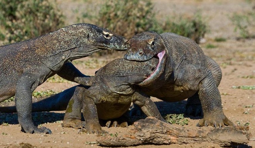 معركة ضارية بين تنانين كومودو على غزال .. شاهد ماذا حدث!