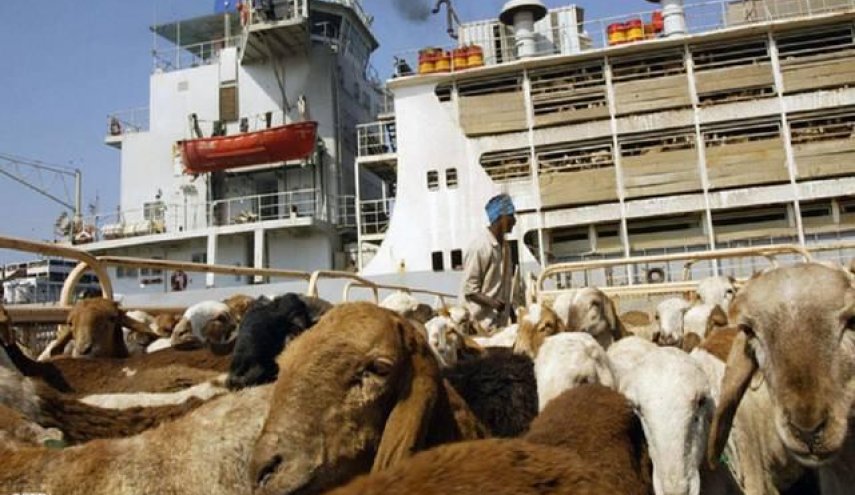 السعودية تتسبب بنفوق ماشية سودانية بملايين الدولارات
