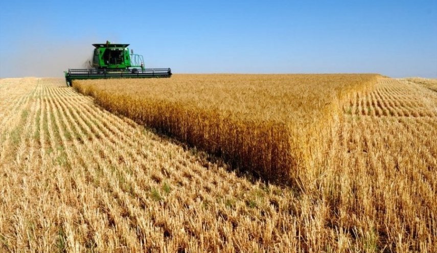 مشتریات ایران من القمح المحلي تتخطى 7.5 مليون طن
