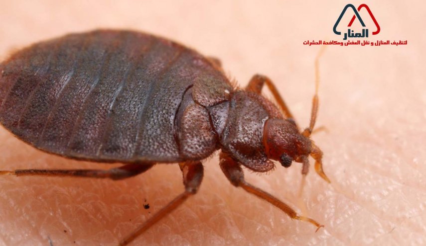 إليكم حلول بسيطة و فعالة لمحاربة البق!