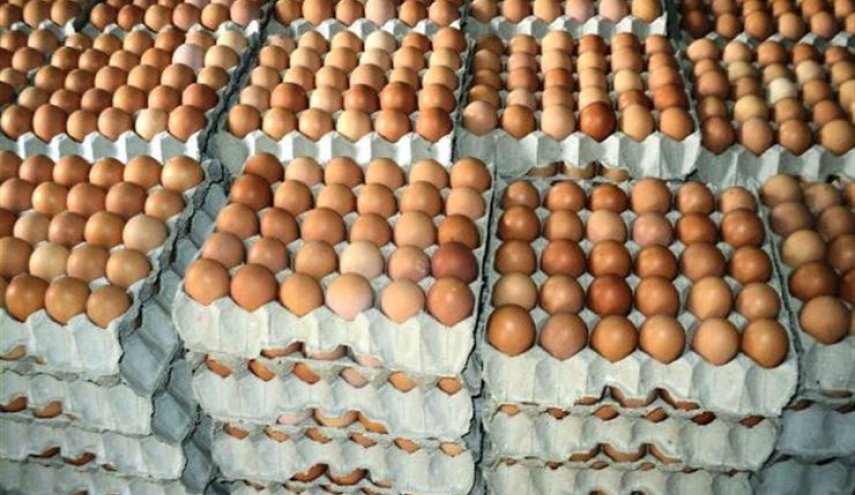 الزراعة العراقية تشدد الاجراءات لحماية قطاع الدواجن وبيض المائدة