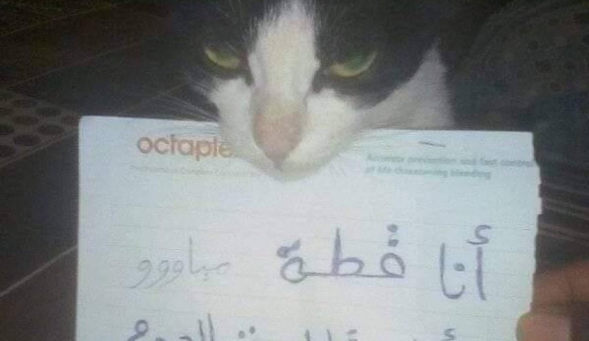 قطة سودانية تعلن مقاطعتها لأكل اللحوم 