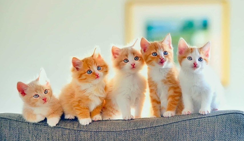 بالصورة.. دراسة جديدة تكشف الحقيقة حول وفاء القطط!