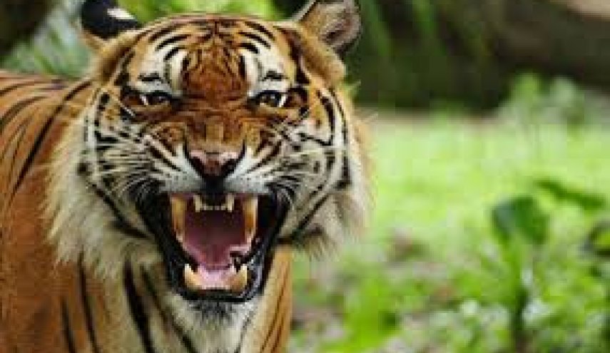  غرش ترسناک دو ببر برای یکدیگر