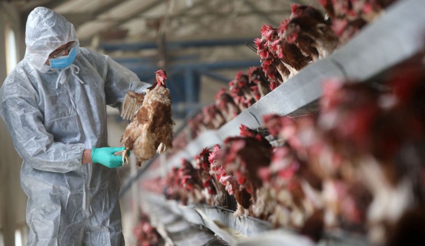 ألمانيا تبلغ عن ظهور فيروس إنفلونزا الطيور سريع الانتقال