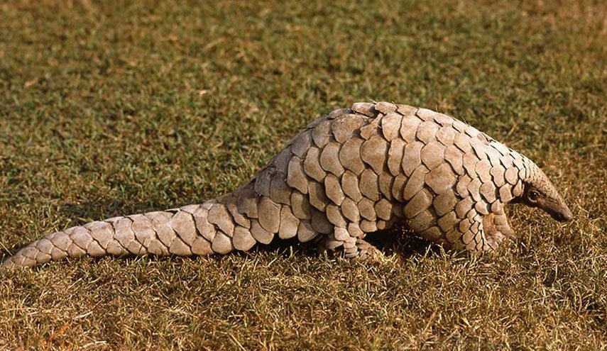 قاچاق ۹۰۰ هزار مورچه‌خوار منشاء احتمالی کرونا در جنوب شرقی آسیا