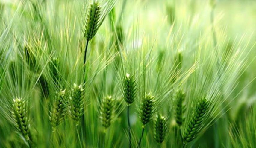هیات دولت قیمت خرید تضمینی گندم برای سال جاری را تعیین کرد