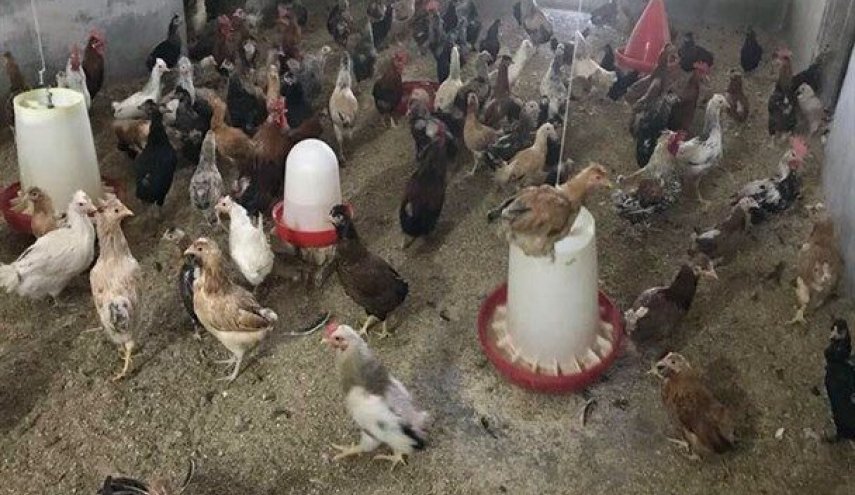 کشف آنفولانزای پرندگان در عراق