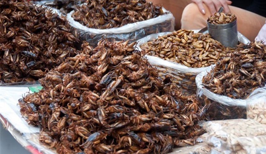 علماء يزعمون.. حليب الصراصير قد يكون الغذاء الفائق الجديد!