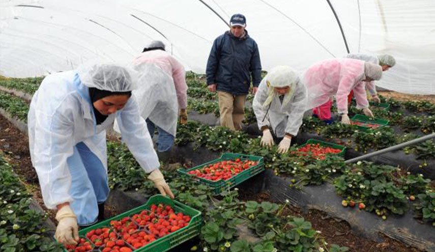 عاملات الفراولة المغربيات بين خطر كورونا ومعاناة الترحيل من إسبانيا
