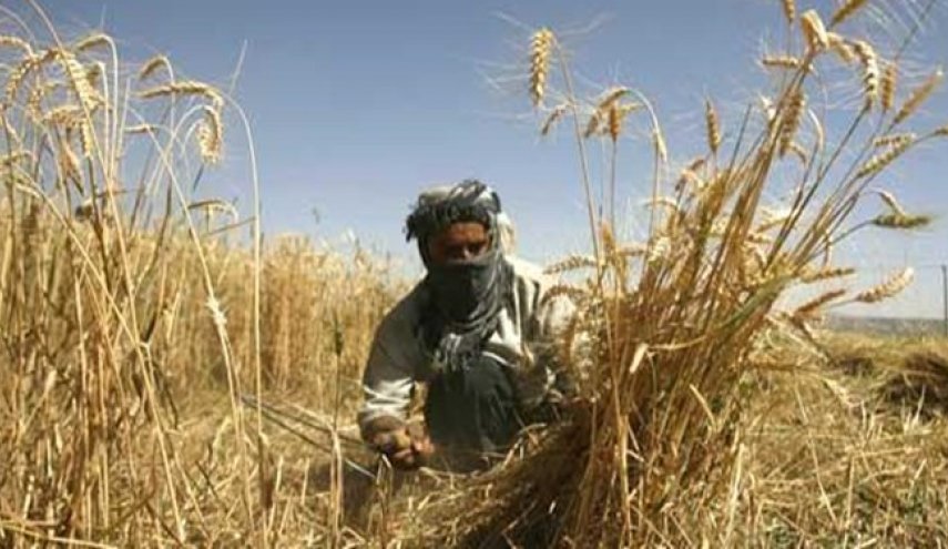 نیروهای الحشد الشعبی، طرح داعش برای آتش‌زدن مزارع را ناکام گذاشتند