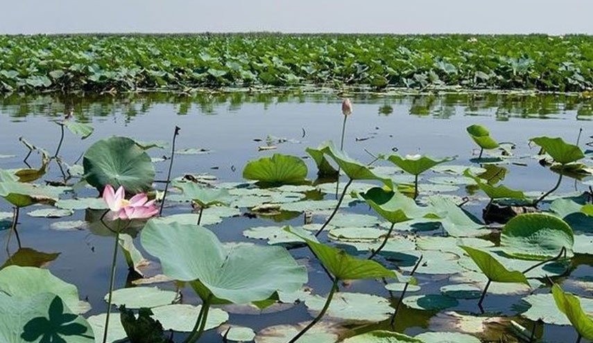 دستور ویژه معاون اول رییس جمهور برای احیای تالاب انزلی