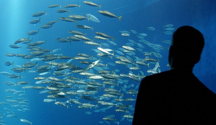 العثور على سمكة بعمر الـ 70 مليون سنة + صورة