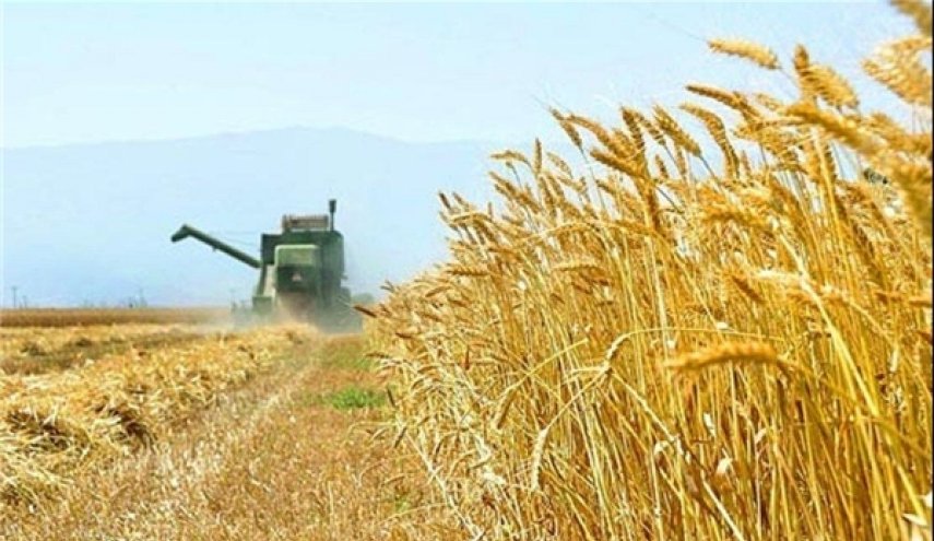 إیران تشتري 7.15 مليون طن قمحا محليا