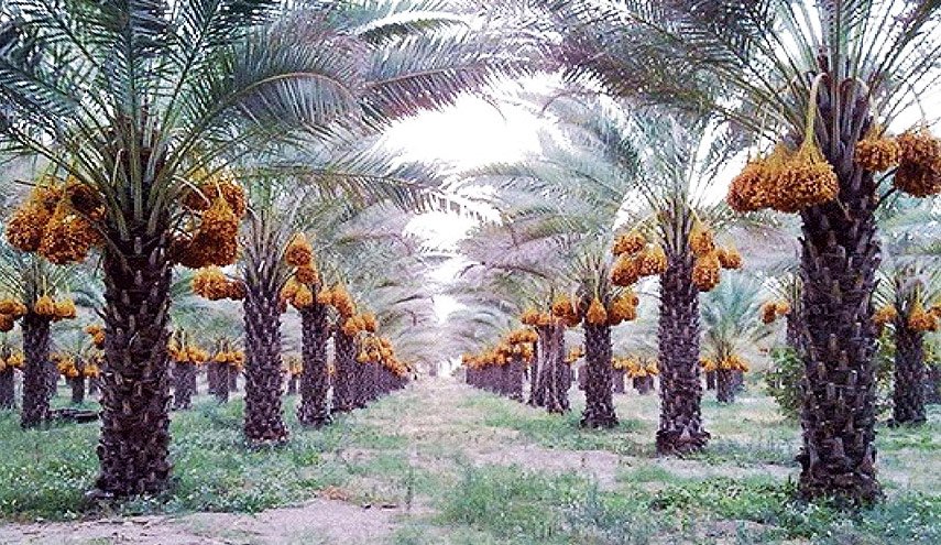 كربلاء: إنتاج التمور زاد عن 150 ألف طن وتصدير الفائض إلى المغرب والهند