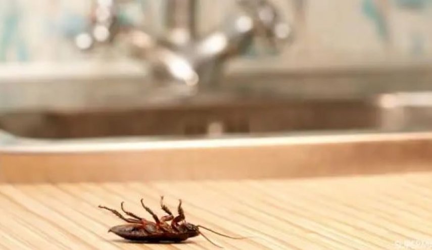 6 طرق منزلية للقضاء على الصراصير