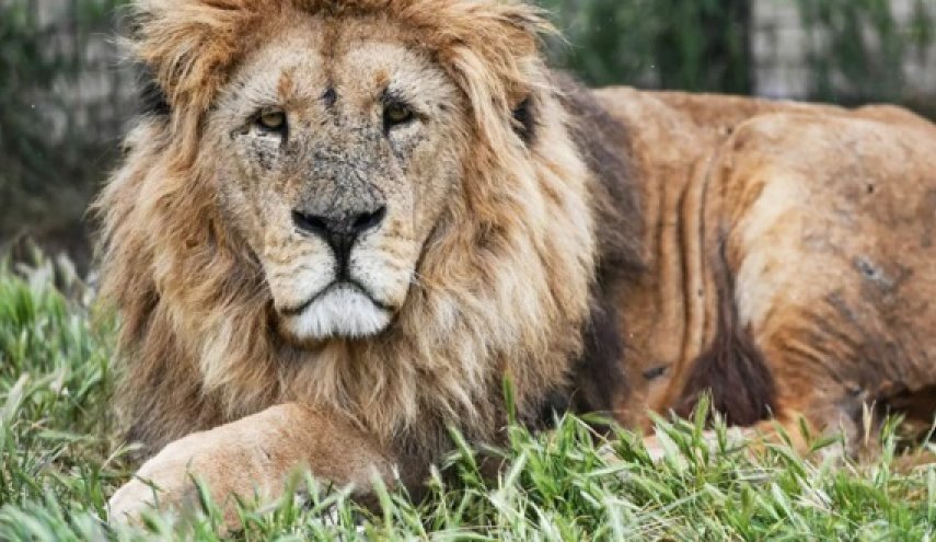 أسد يفترس مواطنا سعوديا في منزله بالرياض!
