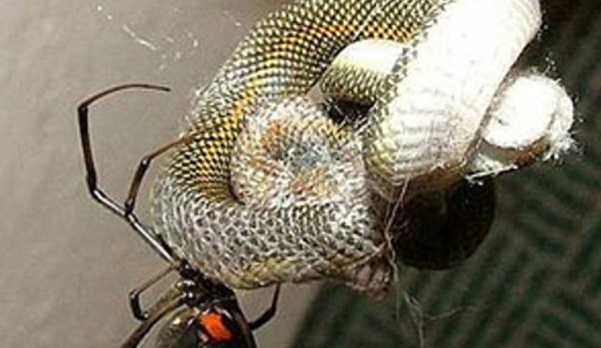 عنکبوت‌هایی که مار می خورند