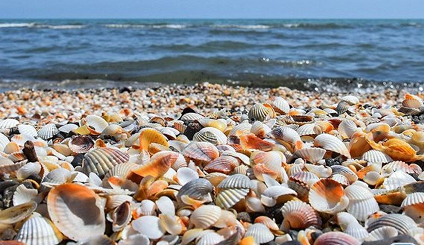 گرمای شدید در آمریکای شمالی؛ مرگ یک میلیارد موجود دریایی
