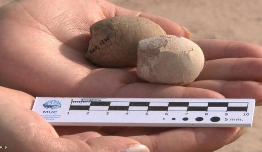 العثور على 160 بيضة متحجرة فى الأرجنتين عمرها 85 مليون سنة
