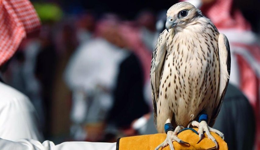 صفقة قياسية لبيع صقر سعودي بـ 72 ألف دولار 