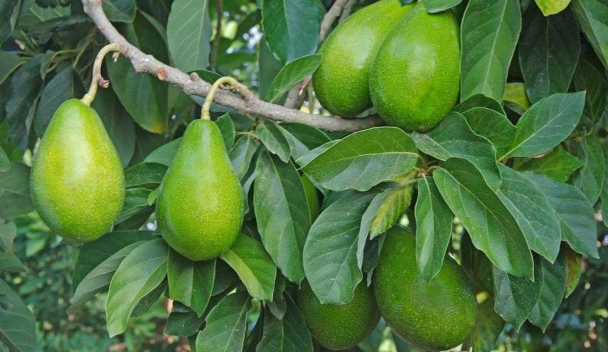 مشروع صهيوني ضخم لإنتاج الأفوكادو بالمغرب