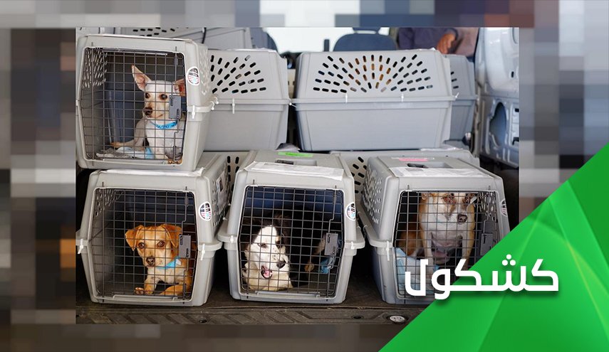 بريطاني يجلي 200 كلب وقط بطائرة خاصة من أفغانستان ويترك المتعاونين معه   