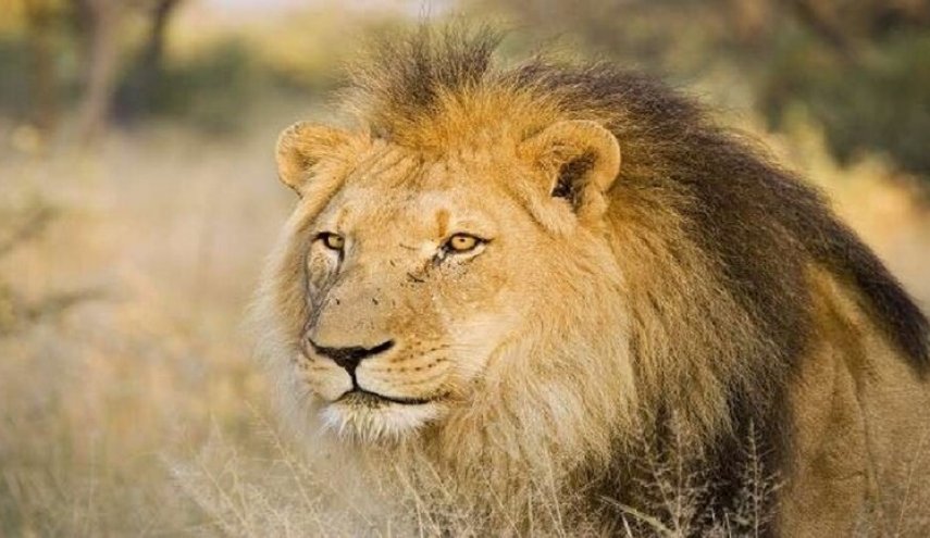 أمريكية تقتحم عرين أسد ووقوع مفاجأة