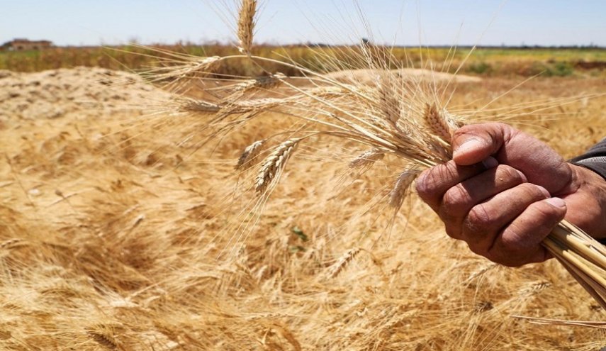 واشنطن تقدم بذور قمح ملوّثة لمزارعين سوريين!


