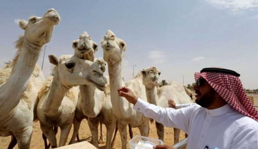 شدة البرد في السعودية تجمد الدموع في عيون الإبل- (شاهد) 