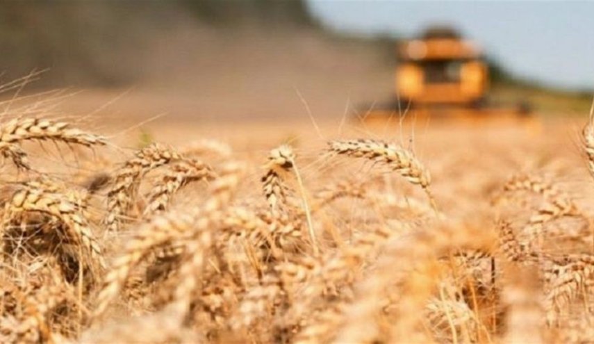 اجتماع رباعي في تركيا غدا حول أزمة تصدير الحبوب الأوكرانية
