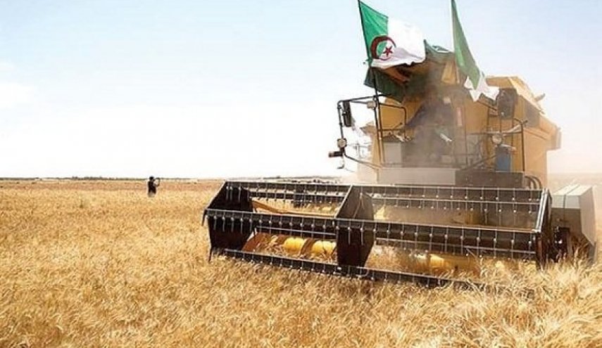 الجزائر.. 'قطب فلاحي جديد' لحماية الأمن الغذائي