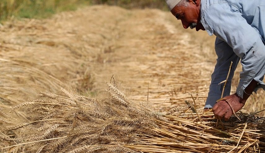 مصر تخفض مستوى البروتين بالقمح الأمريكي المستورد

