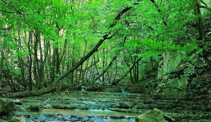 بالصور.. غابة كلستان الايرانية من المحميات الطبيعية العالمية الفريدة!
