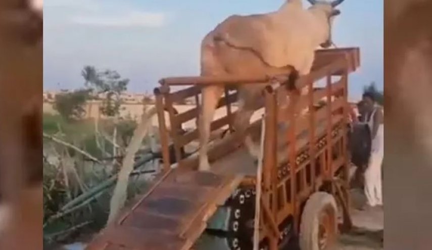 شاهد.. الثيران تولد الكهرباء في الهند