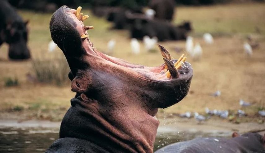 بالصورة.. فرس نهر يبتلع طفلا عمره عامان ثم يلفظه حيًّا