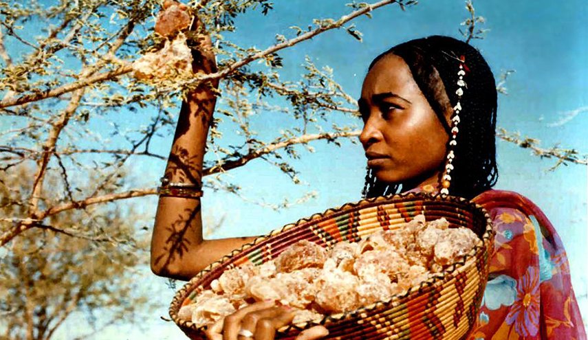 شاهد بالفيديو.. الصمغ العربي، مفخرة السودان