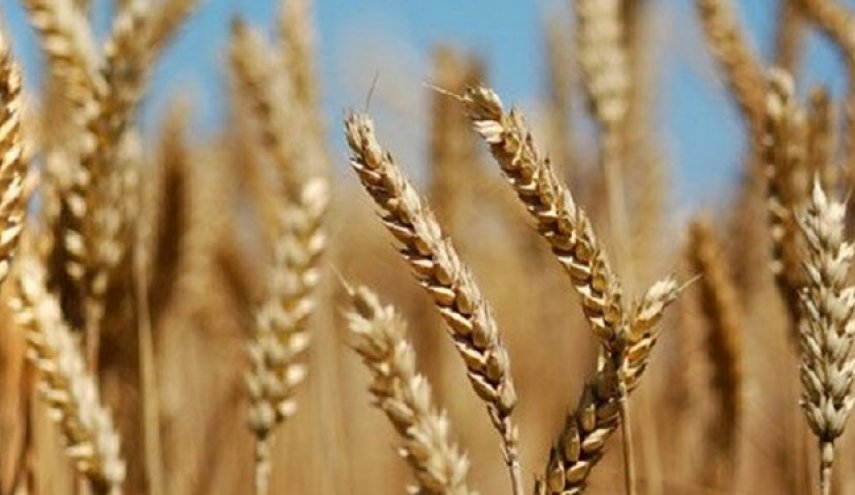 12 مليون طن.. الحجم المتوقع لإنتاج القمح الايراني في 2023