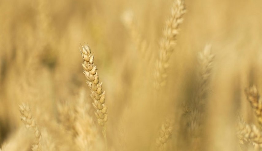 الأمم المتحدة: اجتماع رفيع المستوى بشأن صفقة الحبوب الأسبوع المقبل