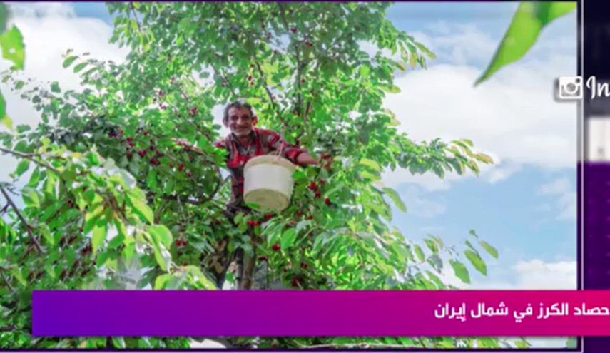 حصاد الكرز شمالي إيران