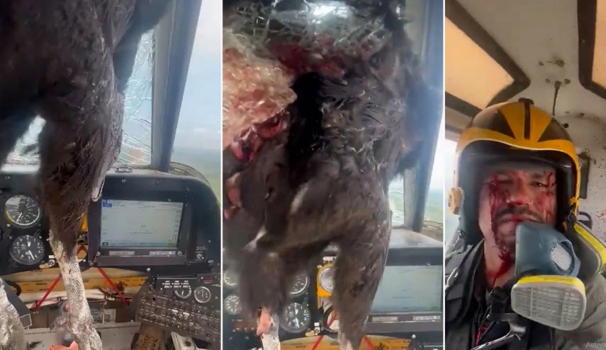 طائر يقتحم قمرة القيادة في سماء الإكوادور ويلطخ الطيار بالدماء