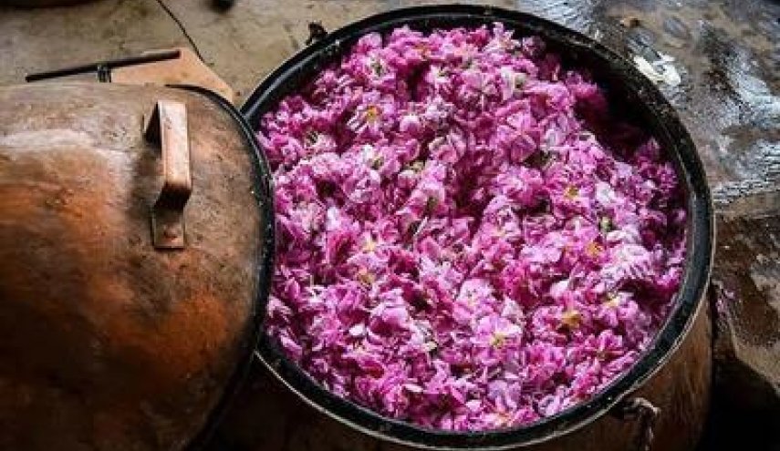ثبت جشنواره گلاب‌گیری بانه در تقویم ملی کشور
